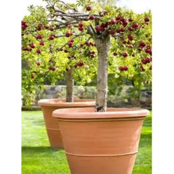 Nice Apple Plant